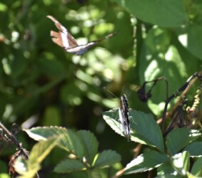 オスがオスに迫る?