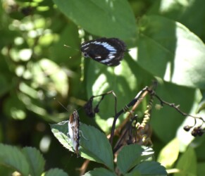 オスがオスに迫る?