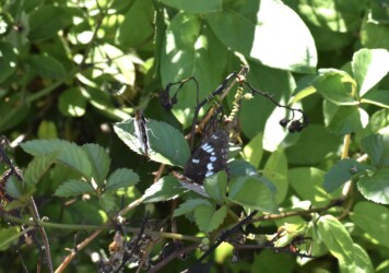 オスがオスに迫る?