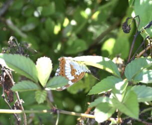 葉の裏に移動したオス