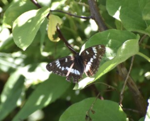 翅を開いてとまるアサマイチモンジ