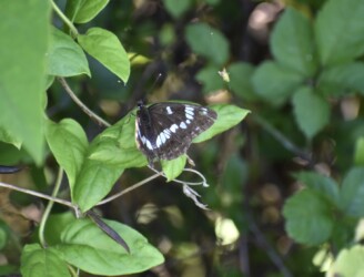 翅を開いてとまるアサマイチモンジ
