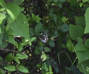 翅を開いてとまるアサマイチモンジ