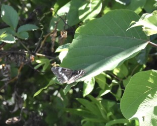 翅を開いてとまるアサマイチモンジ