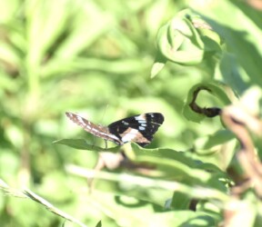 翅を開いてとまるアサマイチモンジ