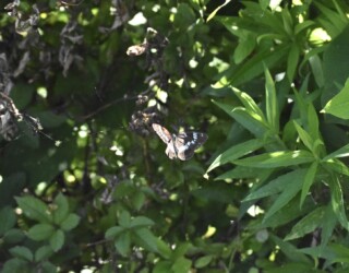 林縁を飛ぶアサマイチモンジ