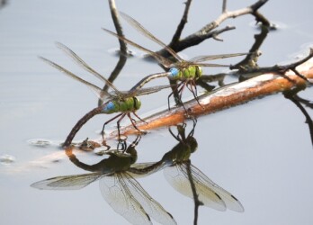 オスと似ているギンヤンマのメス