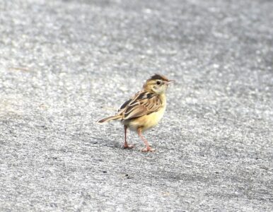 幼鳥と間違えたセッカのメス