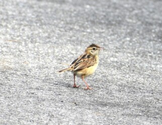 幼鳥と間違えたセッカのメス