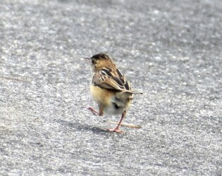 幼鳥と間違えたセッカのメス