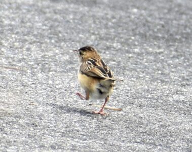 幼鳥と間違えたセッカのメス
