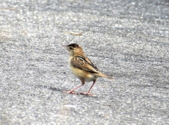 幼鳥と間違えたセッカのメス