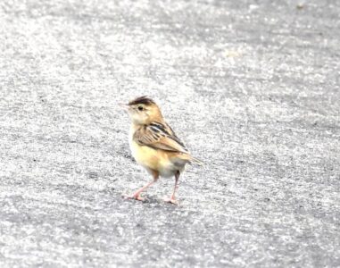 幼鳥と間違えたセッカのメス