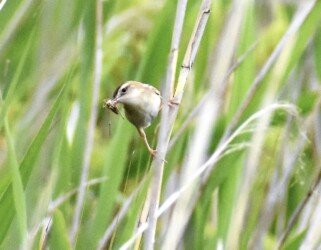 ヒナに餌を運ぶセッカ