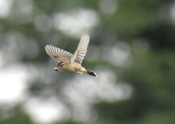 ヒナに餌を運ぶセッカ