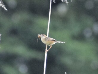 ヒナに餌を運ぶセッカ