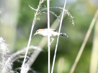 ヒナに餌を運ぶセッカ