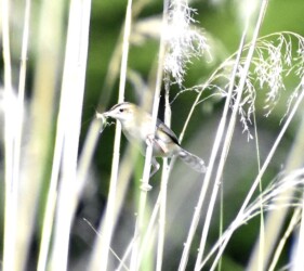 ヒナに餌を運ぶセッカ