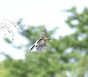 ヒナに餌を運ぶセッカ