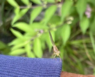 今年羽化したベニイトトンボ