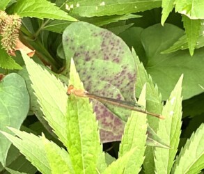 今年羽化したベニイトトンボ