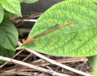 今年羽化したベニイトトンボ