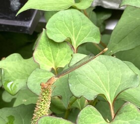 今年羽化したベニイトトンボ