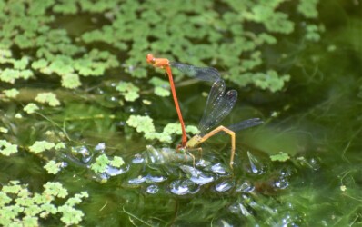 ベニイトトンボの交尾と産卵