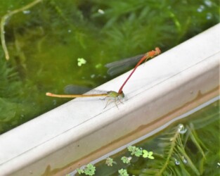 ベニイトトンボの交尾と産卵