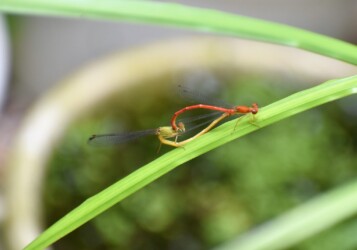 ベニイトトンボの交尾と産卵