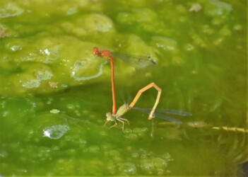 ベニイトトンボの交尾と産卵