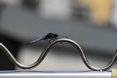 今年見かけたオオシオカラトンボ