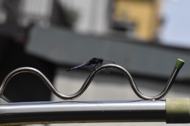 今年見かけたオオシオカラトンボ