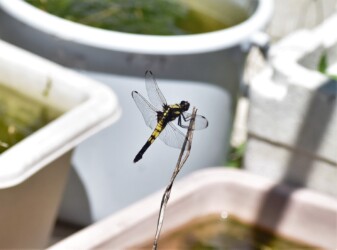 庭で羽化したメス