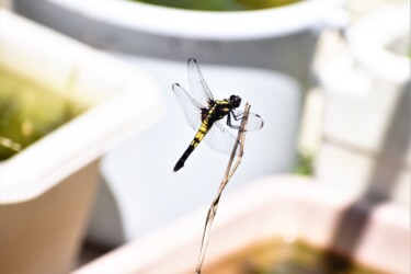 庭で羽化したメス