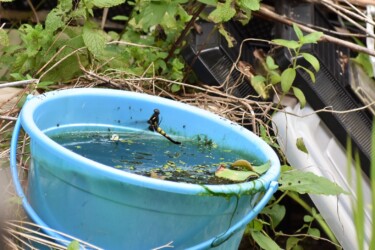 庭の水槽で産卵するオオシオカラトンボのメス