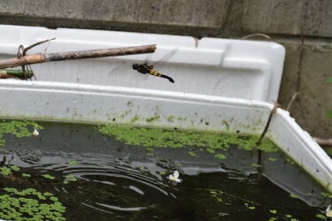 庭の水槽で産卵するオオシオカラトンボのメス