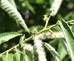 クリの雄花と雌花