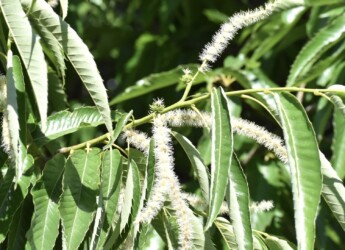 クリの雄花と雌花
