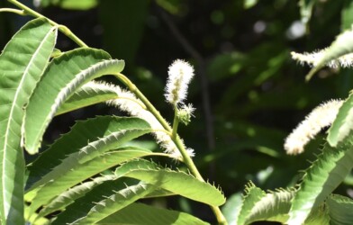 クリの雄花と雌花
