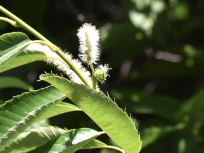 クリの雄花と雌花
