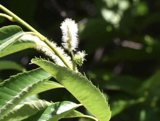 クリの雄花と雌花