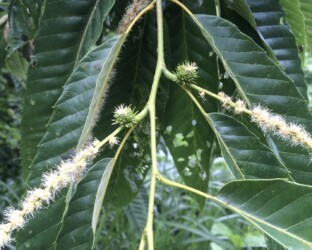 クリの雄花と雌花