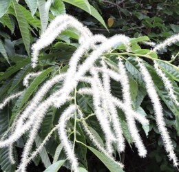 クリの目立つ雄花