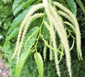 クリの目立つ雄花