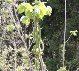 オニグルミの雄花と雄花