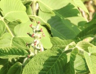 オニグルミの雄花と雄花
