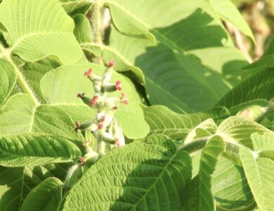 オニグルミの雄花と雄花