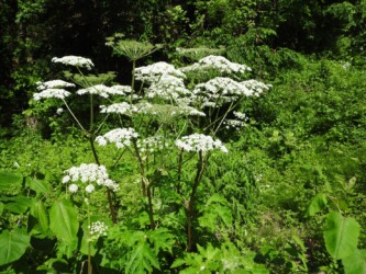 天童で見かけたシシウド