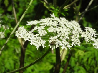 天童で見かけたシシウド